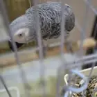 أنثى كاسكو مليانة كلام