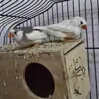 طيور حب زيبرا