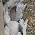 ارانب للبيع الجميع 16 حبه