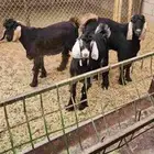 للبيع تيوس طيبات