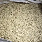 للبيع بذر شعير سداسي نضيف