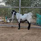 تيس للبيع