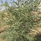 اشجار سدر وكين وحمضيات و قرض