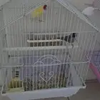 Gouldian finch and strawberry finch