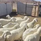 خرفان البيع