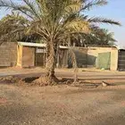 نخلتين خلاص منتج الطول من المترين و نص الى الثلاثه