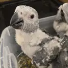 فرخ كاسكو انتاج محلي (تم البيع)