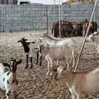 سواكن حمري وتيوس بحاره مرابي