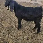 جفار البيع