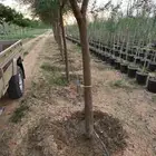 قرض_ وطلح _وسدر جميع الأحجام متوفرة  نجران