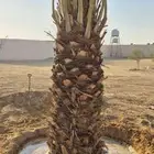 نخل اللبيع في الدوادمي