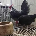 دجاج رواز او دجاج مخدد