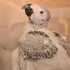 فرخ كاسكو اقساط انتاج محلي (تم البيع)