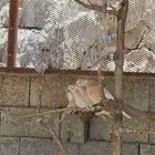 قماري هولنديه منتجه
