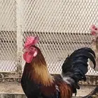 ديك ترثه تاااج