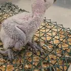 فرخ كاسكو انتاج محلي تم البيع