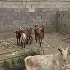 تيوس دهم و وشح مخصى نظيفة شرط