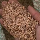 بذر مخلوط هيبان و أعشاب