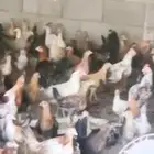 للبيع دجاج بلدي عمره 3اشهر صحه كويسه