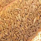 حب بر للبيع الموقع بل سمر