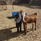 تيوس للبيع