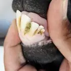 عنز رباع حايل