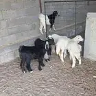 تيس طيب