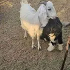 عنز ثنيه تم البيع