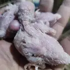 فروخ بادجي هولندي غر سيريلاك