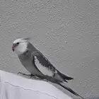 كراوان كوكاتيل اليف جدا جدا الخفجي خفجي