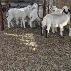 طليان ورخال آنتاج المراح