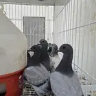 حمام زاجل سباق و حمام هندي
