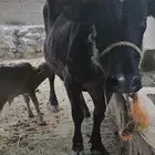 بقره هولندي معها حسيل عمره اسبوع في المخواة