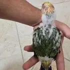 عصفور صن كنيور العمر شهر السعر 800 قابل للتفاوض