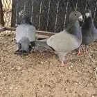 حمام هومر ثلاث اناثي