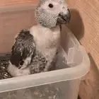 فرخ كاسكو انتاج محلي تم البيع)