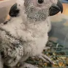 فروخ كاسكو اقساط انتاج محلي