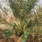 نخل منتج للبيع في القصيم البدائع
