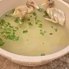 بط للبيع فراخ