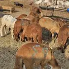 سواكن حمري تربيه شهر