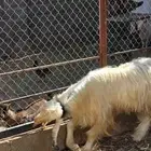 تيس. فحل أبيض ماعز