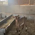 تيس جنوبي شحم ولحم