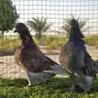 طبات افرش الحجم ماشاء الله تبارك الله العمر 2025