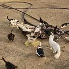 بط للبيع ودجاجتين براهما