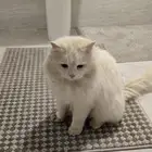 قطو شيرازي للبيع