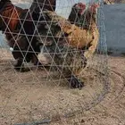 براهما بوف الماني