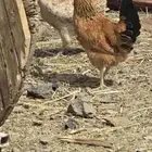 دجاج للبيع عدده 5 أناثي