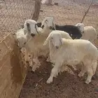 خرفان البيع