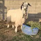 فحل أبيض تيس ماشاءالله صحه شرط و حار وانتاجه طيب وجرمه طيب