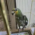 فرخ امازوني